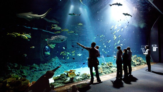 Besucher vor dem großen Panoramabecken "Hai-Atoll" im Tropen-Aquarium Hamburg © Hagenbeck 