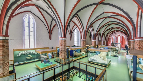 Blick auf die Ausstellung des Meeresmuseums Stralsund im ehemaligen Katharinenkloster. © Meeresmuseum Stralsund Foto: Johannes-Maria Schlorke