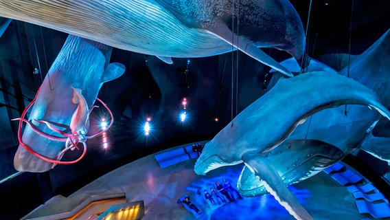 Besucher stehen unter riesigen Walnachbildungen im Ozeaneum Stralsund © Deutsches Meeresmuseum Foto: Martin Harms