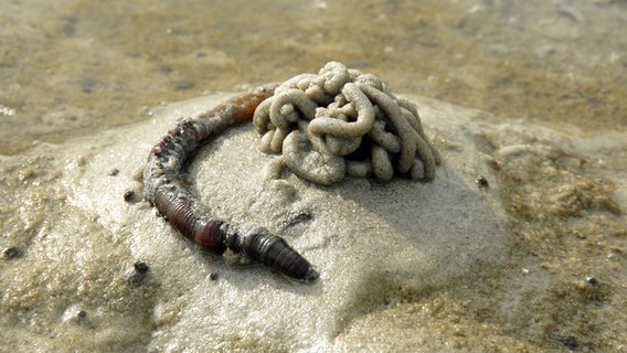 Ein Wattwurm kriecht im Wattenmeer vor seinem typischen Haufen mit Sand, den er nach der Nahrungsaufnahme wieder ausscheidet. © picture-alliance/dpa Foto: Christian Hager