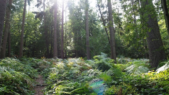 Farne wachsen vor Fichten im Wald. © NDR Foto: Anja Deuble