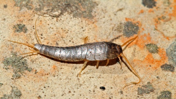 Ein Silberfischchen © picture alliance / imageBROKER | Sunbird Images 