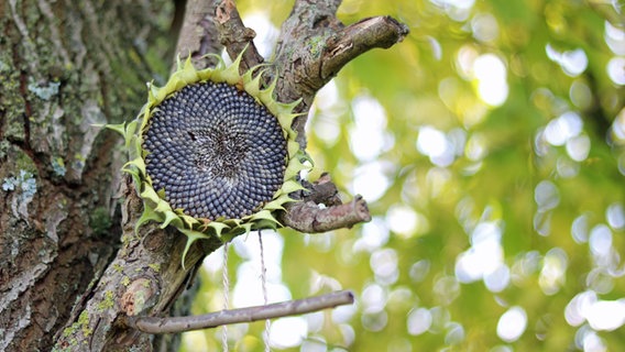 Der abgeschnittene Kopf einer Sonnenblume ist an einem Baum aufeghängt, sodass Vögel die Kerne futtern können. Der abgeschnittene Kopf einer Sonnenblume ist an einem Baum aufeghängt, sodass Vögel die Kerne futtern können. © NDR Foto: Elke Janning