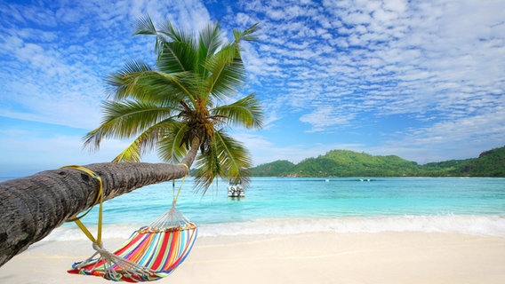 Ein weißer Strand mit einer Palme an der eine Hängematte hängt. © Imago 