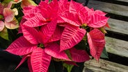 Weihnachtsstern © Fotolia.com Foto:  zigzagmtart