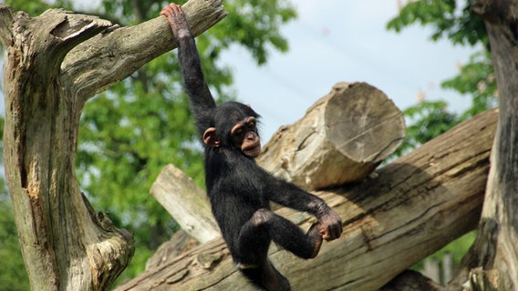Ein Schimpanse hängt an einem Baum im Zoo Osnabrück. ©  Zoos Osnabrück gGmbH 