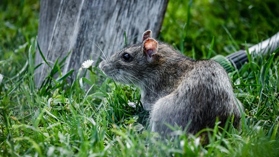 Eine Ratte sitzt auf Rasen. © photocase.de Foto: Schanz & Partner