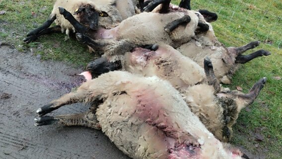 Tote Schafe auf einer Weide auf Rügen. © dpa Foto: Ingo Stoll