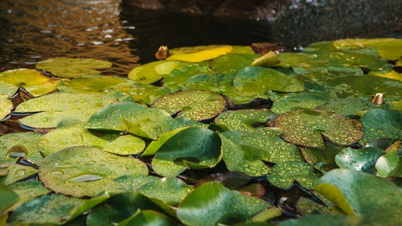 Seerosen-Blätter in einem Teich. © Colourbox Foto: -