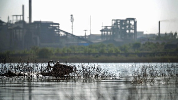 Ein Wasserbüffel schwimmt im Fluss vor Fabriken im indischen Hyderabad. © NDR 