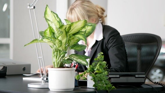 Topfpflanzen stehen auf einem Schreibtsich im Büro © colourbox Foto: -