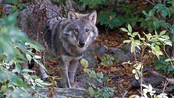 Ein Wolf streift durch ein Gebüsch © Colourbox Foto: Dennis Jacobsen