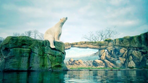 Ein Eisbär sitzt auf einem künstlichen Felsen, davor ein Wasserbecken. Auf die Rückwand des Geheges ist eine Felslandschaft gemalt. © NDR 